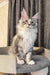 Rael | maine coon kitten