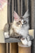 Rael | maine coon kitten