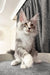 Rael | maine coon kitten