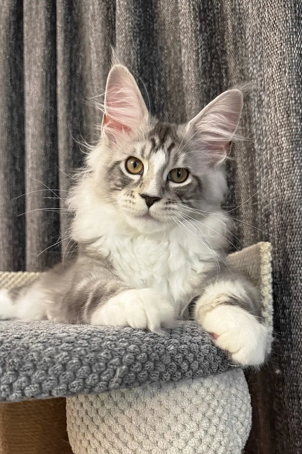 Rael | maine coon kitten
