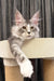 Rael | maine coon kitten