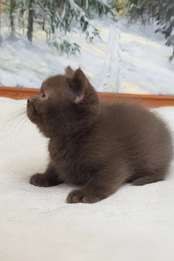Cute chocolate brown British Shorthair kitten named Raf ready for adoption
