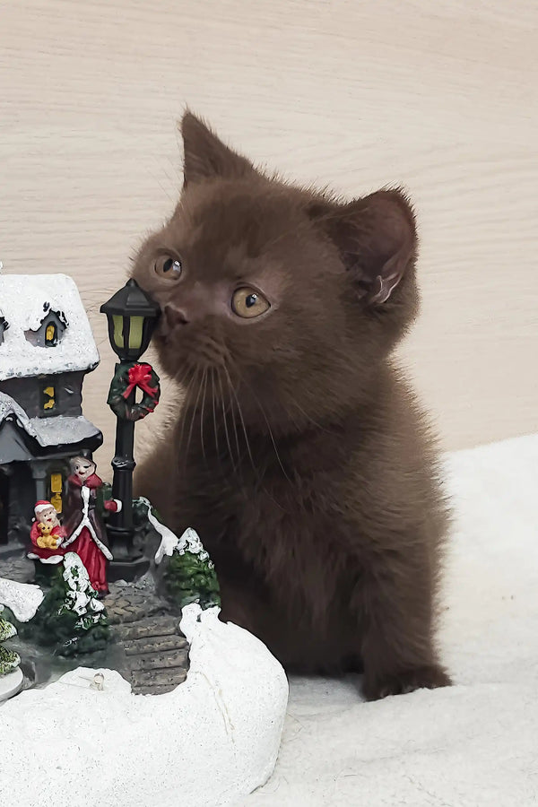 Chocolate kitten named Raf nestled in a festive Christmas village display