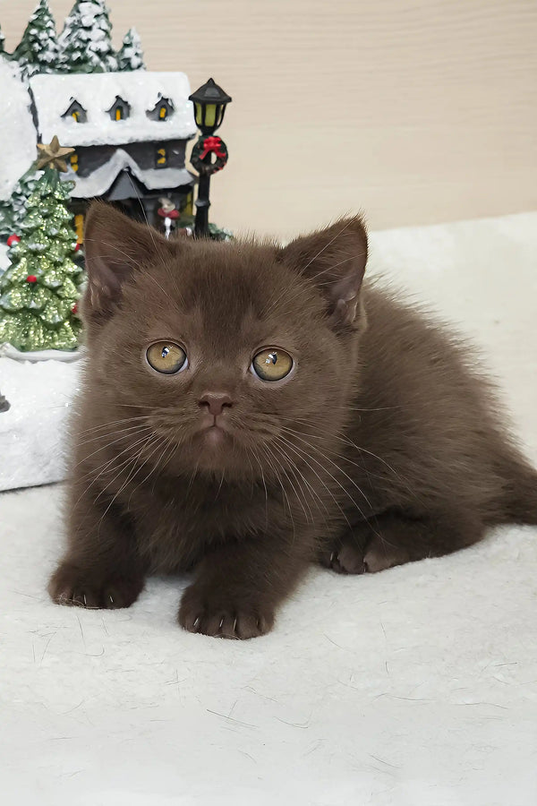 Chocolate-furred British Shorthair kitten Raf with stunning golden eyes