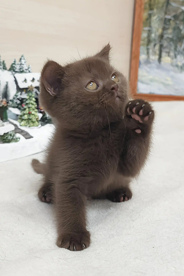 Chocolate-furred kitten Raf the British Shorthair with raised paw looking adorable