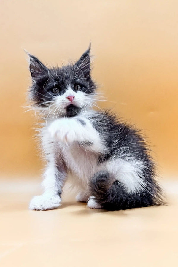 Fluffy gray and white Maine Coon kitten sitting cute with tongue out, meet Rafael