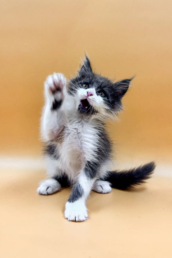 Playful Maine Coon kitten Rafael raising its paw and meowing adorably