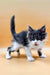 Fluffy black and white Maine Coon kitten with perked ears and an upright tail