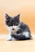 Fluffy gray and white Maine Coon kitten Rafael with bright eyes and pointed ears