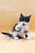 Fluffy black and white Maine Coon kitten Rafael with one paw raised adorably