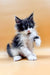 Fluffy black and white Maine Coon kitten Rafael with one paw raised, super cute!