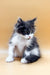 Fluffy black and white Maine Coon kitten sitting upright, perfect for cuddles