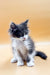 Fluffy black and white Maine Coon kitten sitting upright, perfect for any cat lover