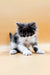 Fluffy black and white Maine Coon kitten Rafael with paws outstretched