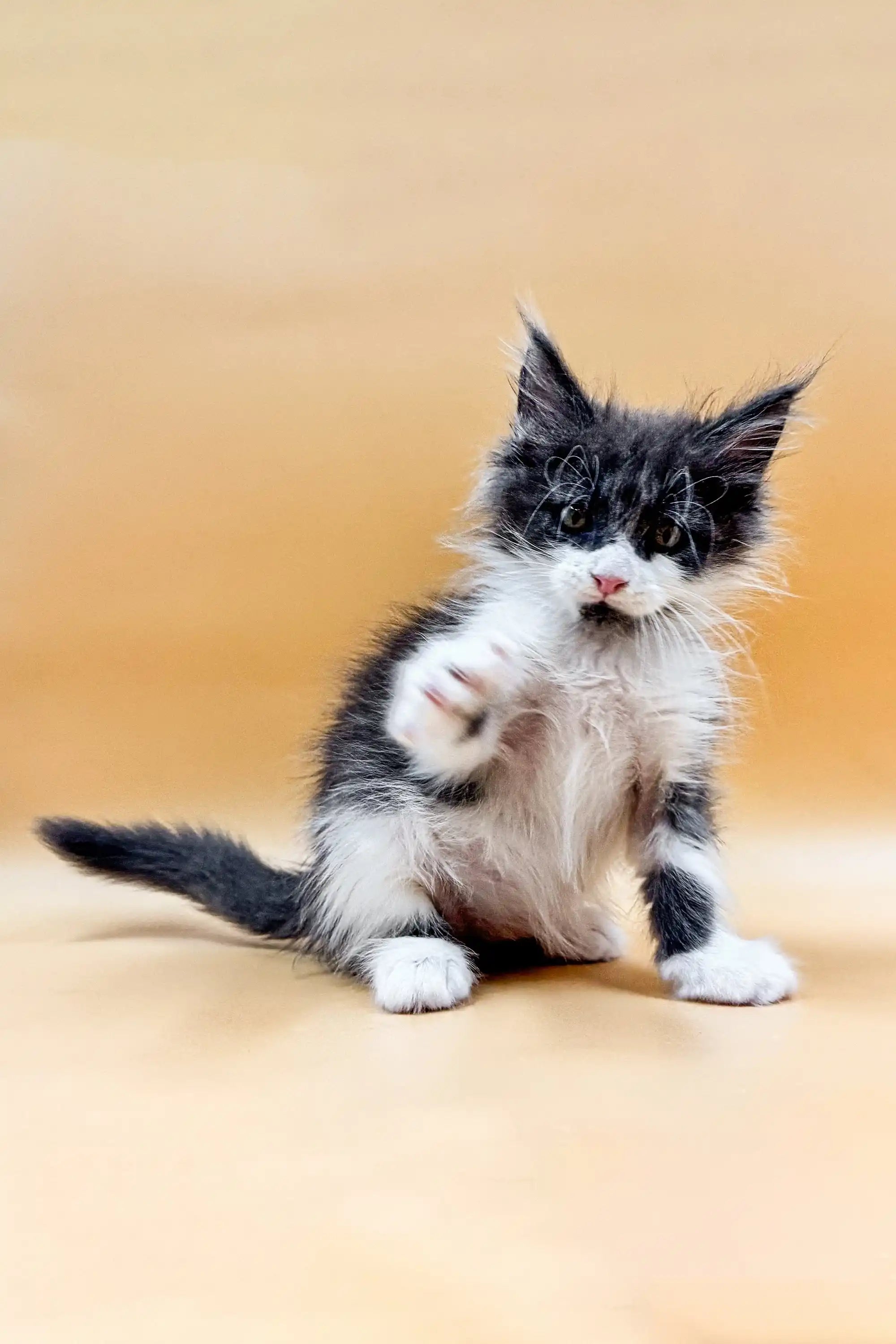Maine Coon Kittens for Sale Rafael | Kitten