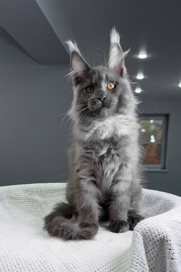 Rafferty | maine coon kitten