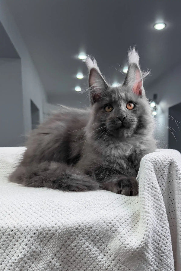 Rafferty | maine coon kitten