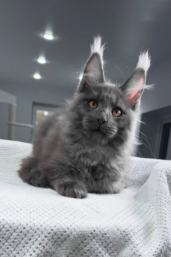 Rafferty | maine coon kitten