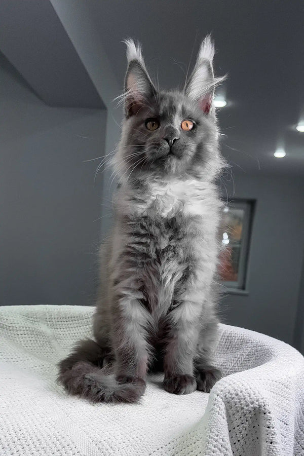 Rafferty | maine coon kitten