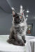 Rafferty | maine coon kitten