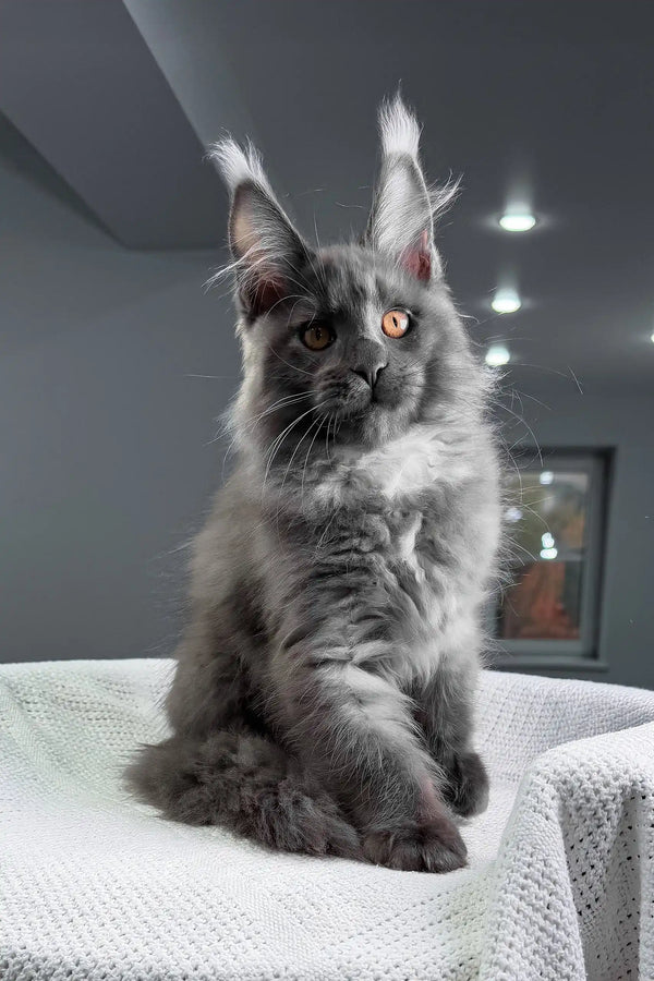Rafferty | maine coon kitten