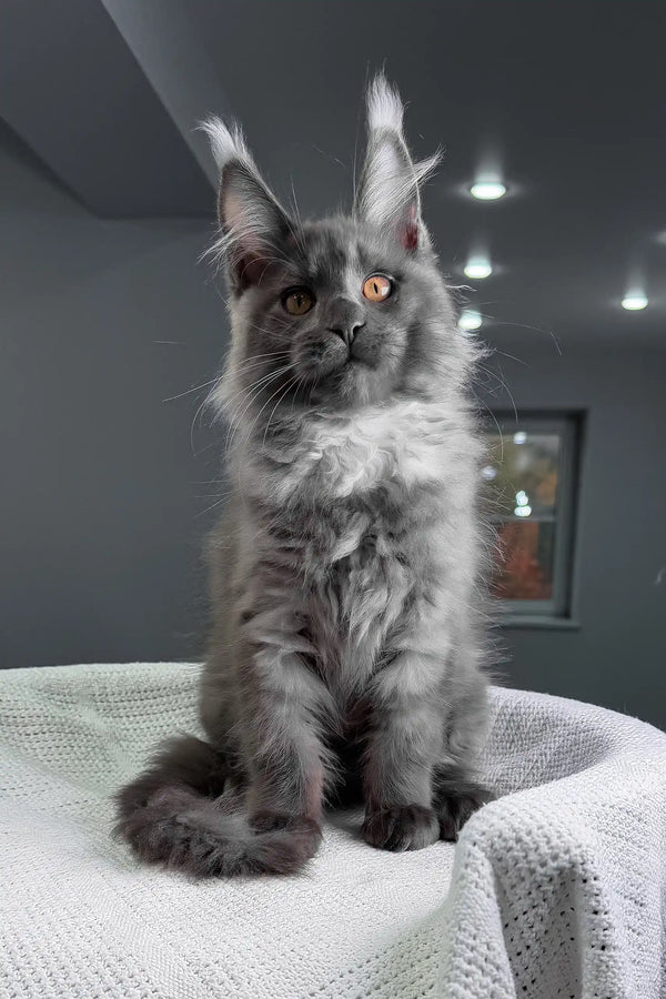 Rafferty | maine coon kitten