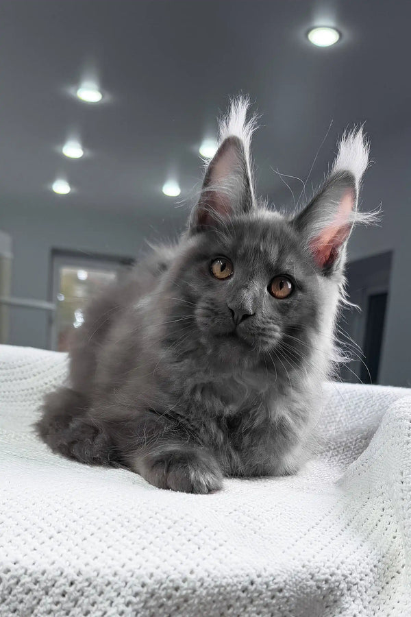 Rafferty | maine coon kitten