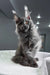 Rafferty | maine coon kitten