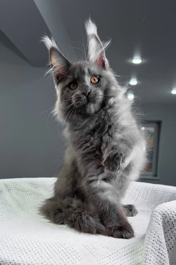 Rafferty | maine coon kitten