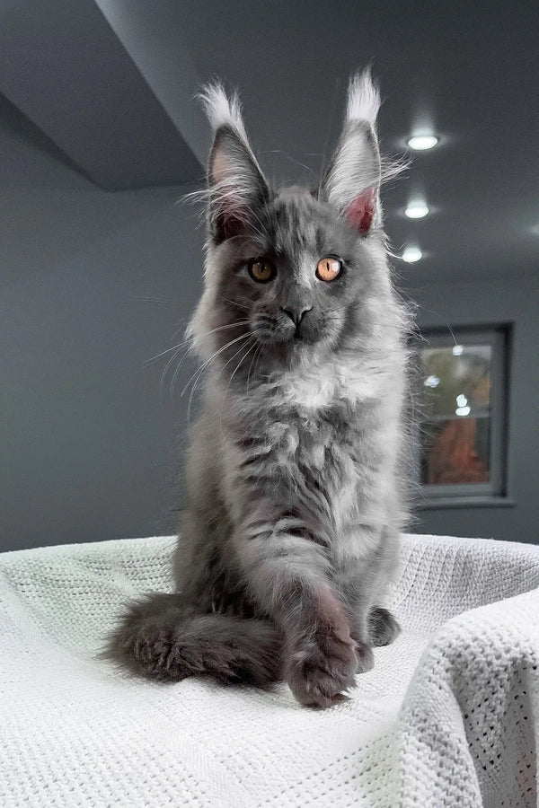 Rafferty | maine coon kitten