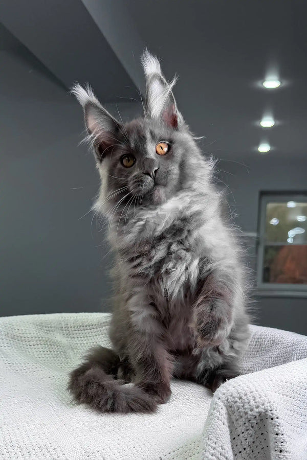 Rafferty | maine coon kitten