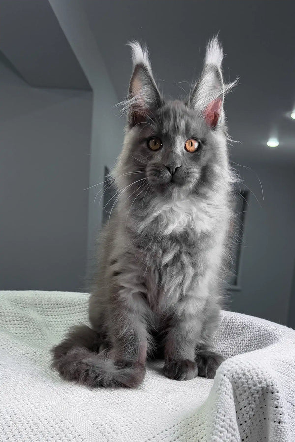 Rafferty | maine coon kitten