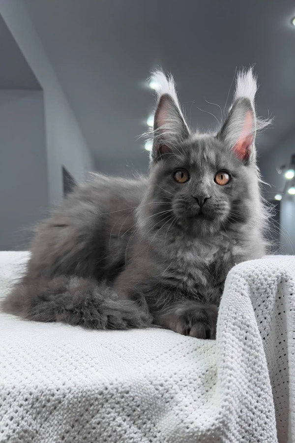 Rafferty | maine coon kitten