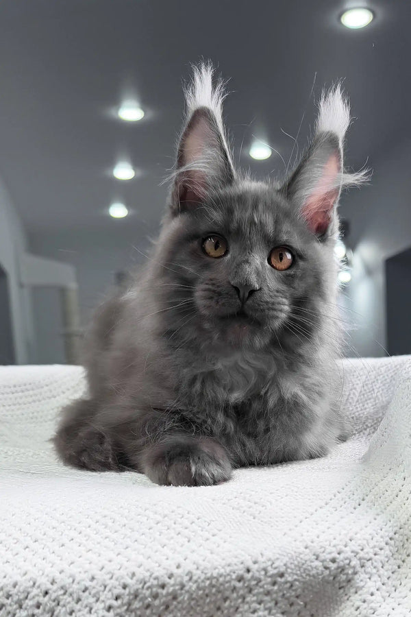 Rafferty | maine coon kitten