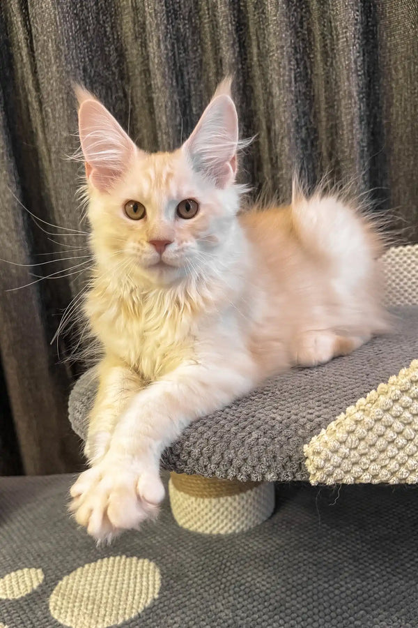 Ragnar | maine coon kitten