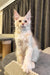 Ragnar | maine coon kitten