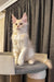 Ragnar | maine coon kitten