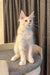Ragnar | maine coon kitten