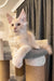 Ragnar | maine coon kitten