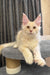 Ragnar | maine coon kitten