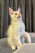 Ragnar | maine coon kitten