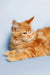 Orange tabby Maine Coon kitten Ragnar with fluffy fur relaxing peacefully