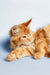 Orange tabby cat lounging in a relaxed pose, perfect for a Maine Coon Kitten product