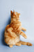 Orange tabby cat standing on hind legs, showcasing the playful spirit of a Maine Coon kitten