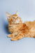 Long-haired Orange tabby Maine Coon kitten Ragnar lying down, gazing upward