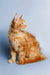 Cute Orange Tabby Maine Coon Kitten Ragnar sitting upright with fluffy fur