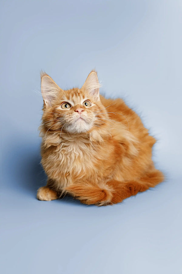 Fluffy Maine Coon kitten Ragnar with bright eyes looking up, ready to charm you