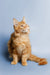 Orange tabby Maine Coon kitten Ragnar sitting upright, looking adorable and fluffy