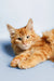 Orange tabby Maine Coon kitten, fluffy fur and alert eyes, perfect companion pet