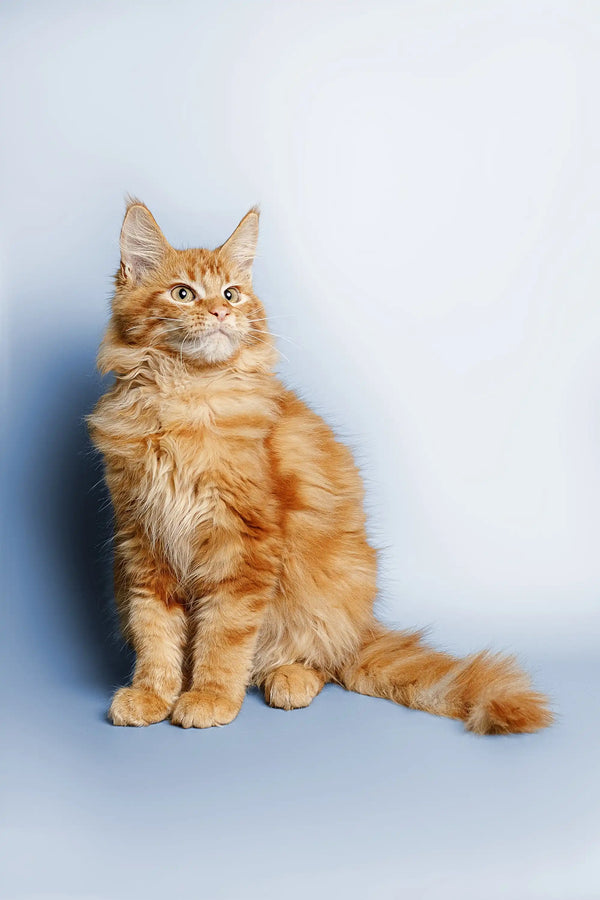 Orange tabby Maine Coon kitten Ragnar with fluffy fur and pointed ears
